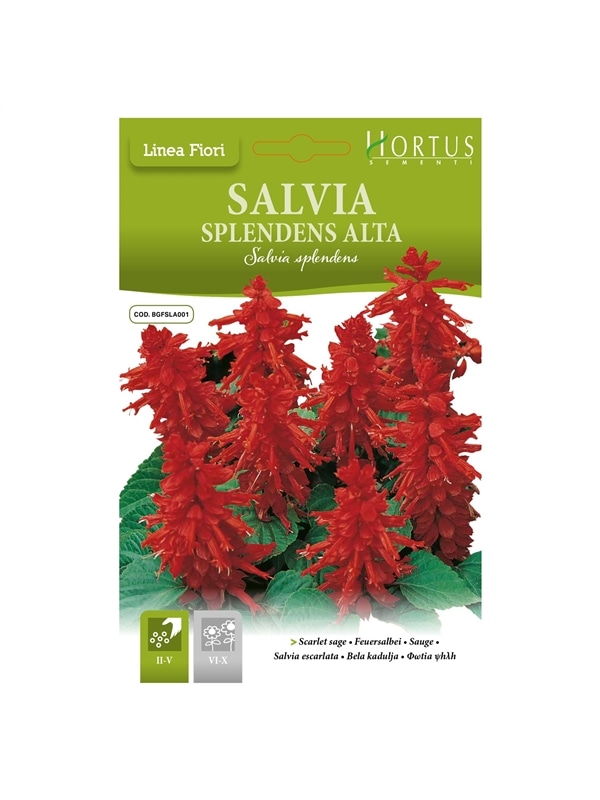 HORTUS - SALVIA SPLENDENS ALTA (S014) - 089686