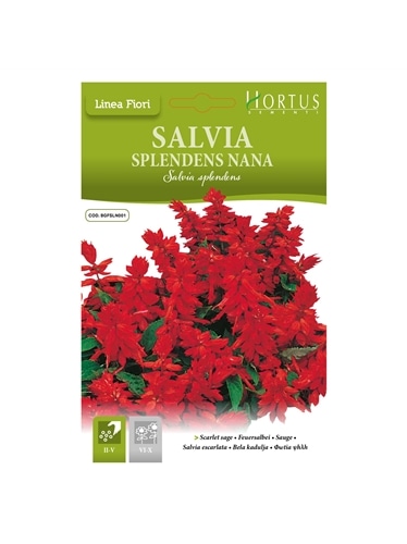 HORTUS - SALVIA SPLENDENS BAIXA (S024) - 089687