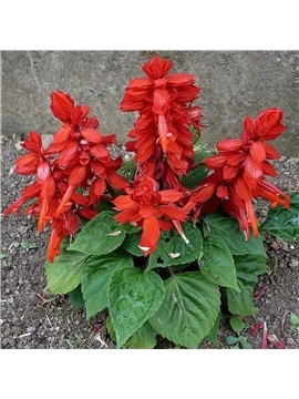 HORTUS - SALVIA SPLENDENS BAIXA (S024) - 089687