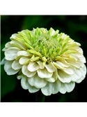 HORTUS - ZINIA FLOR DE DALIA MIX (Z014) - 089710