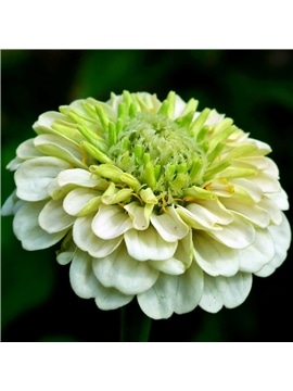 HORTUS - ZINIA FLOR DE DALIA MIX (Z014) - 089710