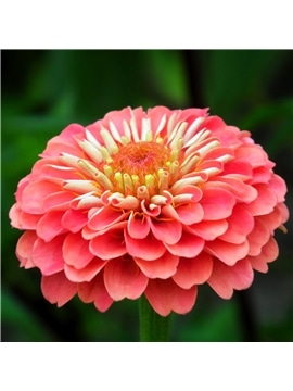 HORTUS - ZINIA FLOR DE DALIA MIX (Z014) #1 - 089710