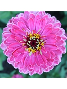 HORTUS - ZINIA CALIFORNIA MIX (Z024) - 089711