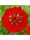 HORTUS - ZINIA CALIFORNIA MIX (Z024) #1 - 089711