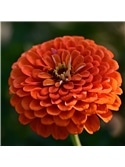 HORTUS - ZINIA POMPOM MIX (Z034) - 089712