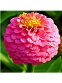 HORTUS - ZINIA POMPOM MIX (Z034) #1 - 089712