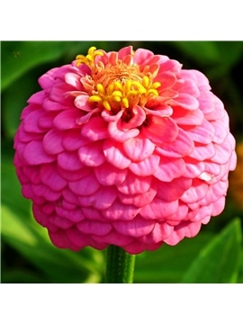 HORTUS - ZINIA POMPOM MIX (Z034) #1 - 089712