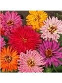 HORTUS - ZINIA CACTUS MIX (Z044) - 089713