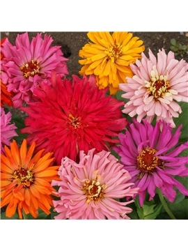 HORTUS - ZINIA CACTUS MIX (Z044) - 089713