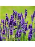 HORTUS - LAVANDA (0165) #2 - 089729