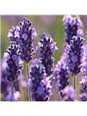 HORTUS - LAVANDA (0165) #3 - 089729