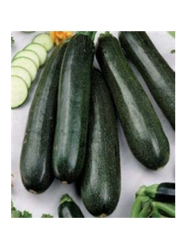 CCS COURGETTE BELEZA NEGRA (013095) - 089166