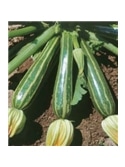 CCS COURGETTE ESTRIADA D ITALIA (013151) - 089167