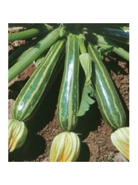 CCS COURGETTE ESTRIADA D ITALIA (013151) - 089167