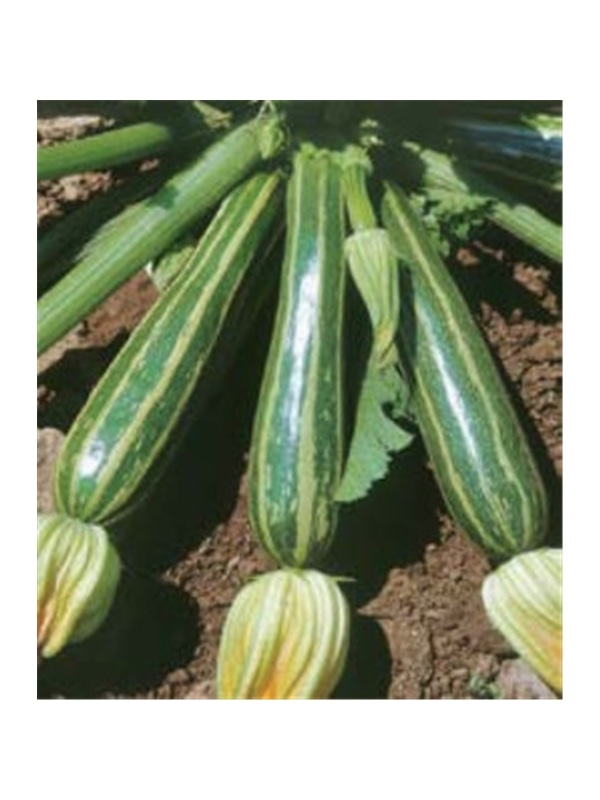 CCS COURGETTE ESTRIADA D ITALIA (013151) - 089167