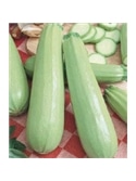 CCS COURGETTE LONG WHITE BUSH (013152) - 089169