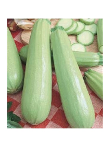 CCS COURGETTE LONG WHITE BUSH (013152) - 089169