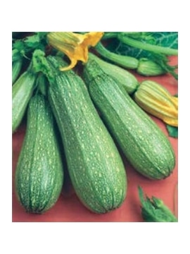 CCS COURGETTE ORTOLANDA DI FAENZA (013106) - 089168