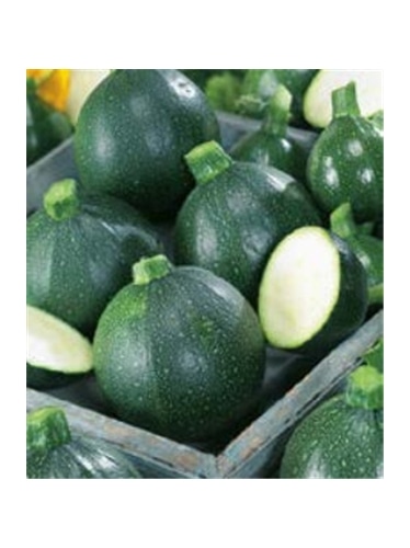 CCS COURGETTE REDONDA NEGRA DE PIACENZA (013153) - 089171