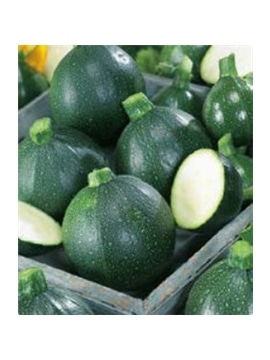 CCS COURGETTE REDONDA NEGRA DE PIACENZA (013153) - 089171