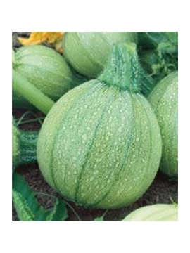 CCS COURGETTE REDONDA VERDE NICE (013150) - 089170