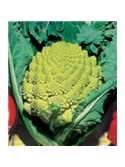 CCS COUVE BROCOLO ROMANESCO (013129) - 089174