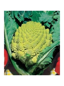 CCS COUVE BROCOLO ROMANESCO (013129) - 089174