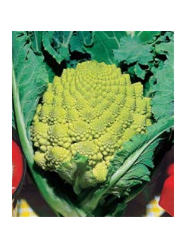 CCS COUVE BROCOLO ROMANESCO (013129) - 089174