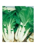 CCS COUVE CHINA PAK-CHOI (013296) - 089178