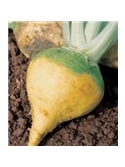 CCS COUVE NABO RUTABAGA COLO VERDE (013264) - 089189