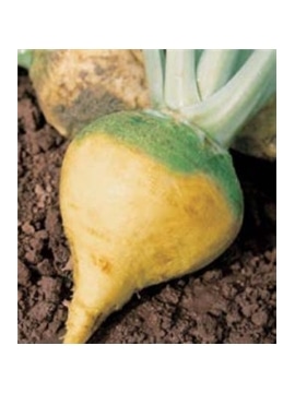 CCS COUVE NABO RUTABAGA COLO VERDE (013264) - 089189