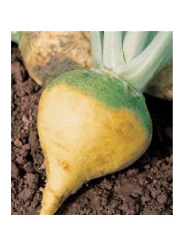 CCS COUVE NABO RUTABAGA COLO VERDE (013264) - 089189