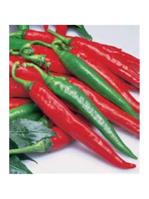 CCS PIMENTO PICANTE CAYENNE (MALAGUETA) (013093) - 089269