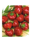 CCS PIMENTO PICANTE RED CHERRY (013176) - 089270