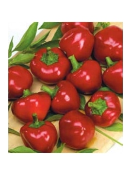 CCS PIMENTO PICANTE RED CHERRY (013176) - 089270