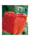 CCS PIMENTO QUADRATO D ASTI ROSSO (013112) - 089278