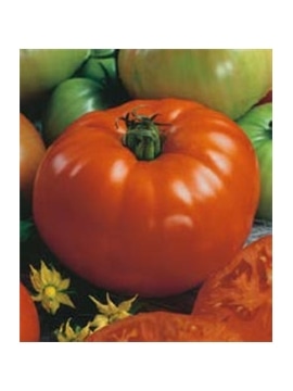 CCS TOMATE ACE 55 VF (013198) - 089302