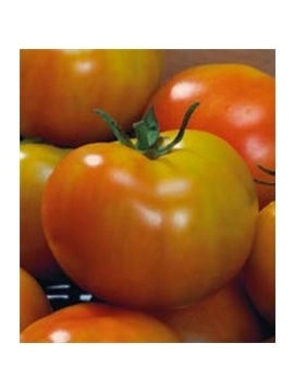 CCS TOMATE MARGLOBE (013192) - 089303