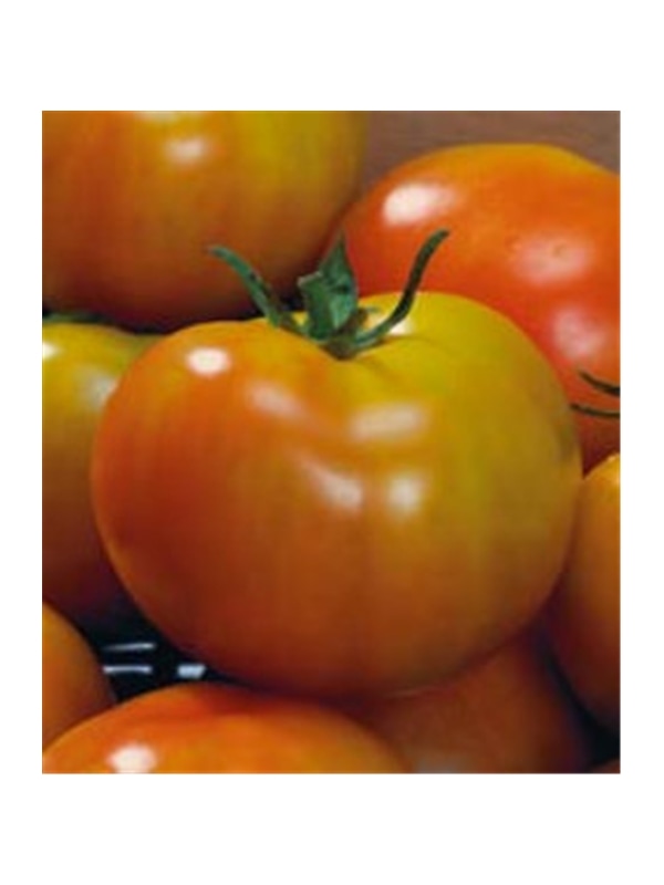 CCS TOMATE MARGLOBE (013192) - 089303