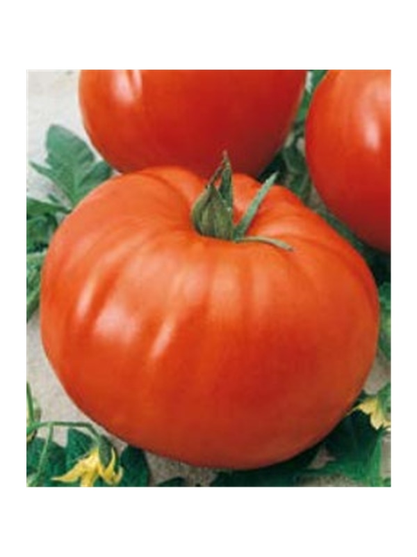 CCS TOMATE MARMANDE (013193) - 089304