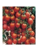 CCS TOMATE PRICIPE BORGHESE (013197) - 089309