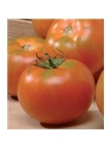CCS TOMATE REI TEMPOROES (013054) - 089305
