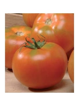 CCS TOMATE REI TEMPOROES (013054) - 089305