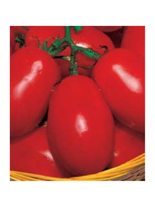 CCS TOMATE ROMA (013082) - 089308