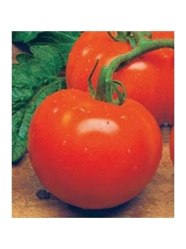 CCS TOMATE SAINT PIERRE (013195) - 089306