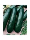 ENVA COURGETTE BLACK BEAUTY (011198) - 089443