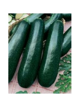 ENVA COURGETTE BLACK BEAUTY (011198) - 089443