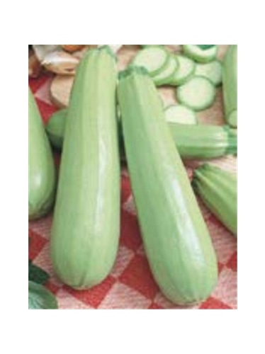 ENVA COURGETTE LONG WHITE BUSH 2 (011042) - 089444