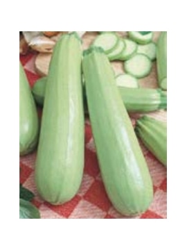 ENVA COURGETTE LONG WHITE BUSH 2 (011042) - 089444