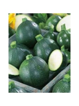 ENVA COURGETTE REDONDA ESCURAS DE PIACENZA (011827) - 089445